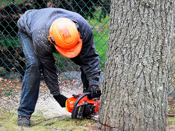 Tree cutter