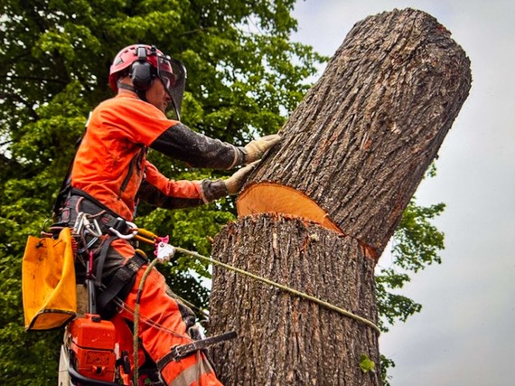 tree cutter on the tree