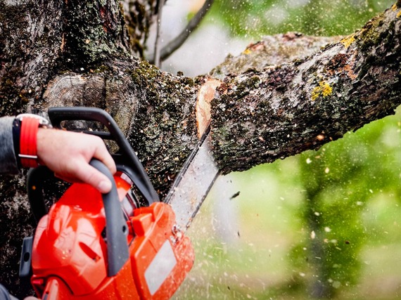 tree surgeon cutting the gtree