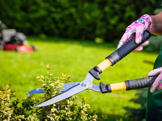 tree trimming